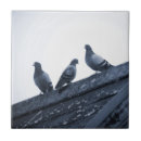 Buscar palomas blancas azulejos Negro