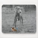 Buscar weimaraner electronica Perrito