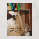 Buscar coaching postales Gatitos