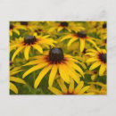 Buscar susans postales Negro