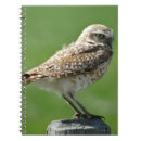 Buscar búhos libretas Aves de presa