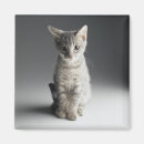 Buscar tabby azul imanes Gatito