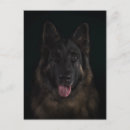 Buscar pastores postales Animales