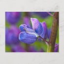 Buscar flor de estado de maine postales Flora