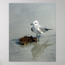 Buscar fauna marina posters Costa