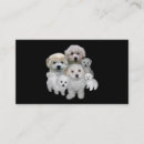 Buscar bichon tarjetas de visita Perrito
