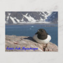 Buscar auk Alcurnia