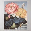 Buscar loto egipcio posters Egipto