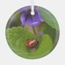 Buscar ladybug adornos Ladímir