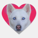 Buscar siberian husky pegatinas General y unisex