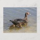 Buscar ducks postales Foto