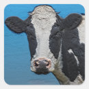 Buscar vacas lecheras pegatinas Para todos