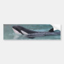 Buscar orca pegatinas parachoque Asesino