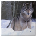 Buscar lobo en nieve azulejos Naturaleza