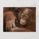 Buscar orangutanes postales Selva tropical