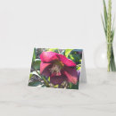 Buscar helleborus Invierno