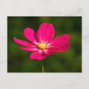 Buscar cosmo rosado postales Floral