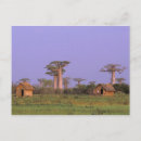 Buscar árbol desnudo postales Puesta de sol