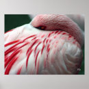 Buscar pink flamingo arte Flamingos