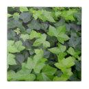 Buscar hiedra azulejos Planta