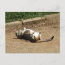 Buscar mentiras postales General y unisex