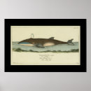 Buscar zoología posters Historia natural
