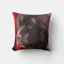 Buscar terranova cojines Newfoundland