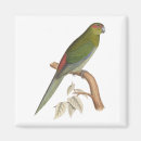 Buscar parakeet imanes Pájaro