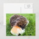 Buscar erizos postales General y unisex