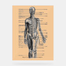 Buscar anatomía microscópica Microscópico