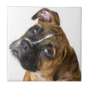 Buscar boxer azulejos Perro