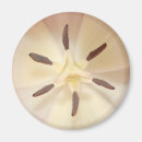 Buscar bombilla imanes Flor