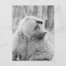 Buscar african postales Vida silvestre