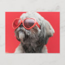 Buscar shihtzu Chino