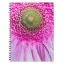 Buscar gerbera libretas Rosa