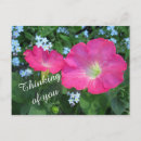 Buscar petunias postales Naturaleza