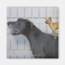 Buscar great dane imanes Naturaleza