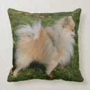 Buscar perro de pomerania enano cojines Foto