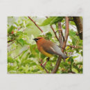 Buscar reposa postales Pájaro