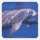 Buscar méxico pegatinas Nadar