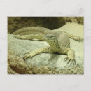 Buscar reptil fotografía Reptiliano