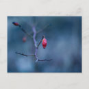 Buscar frío postales General y unisex