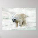 Buscar polo norte posters Oso polar