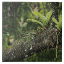 Buscar pino azulejos Nadie