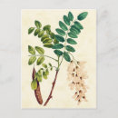 Buscar botánica vintage postales General y unisex