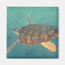 Buscar tortugas imanes Animal marino