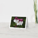 Buscar pelargonium Geranio