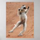 Buscar lemur posters Sifaka