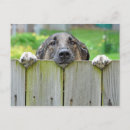 Buscar pastores postales Cachorro