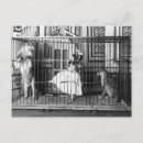 Buscar gatos grandes postales General y unisex